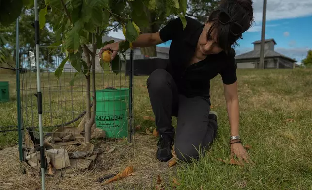 Valerie Libbey picks up a just-fallen ripe pawpaw, Wednesday, Sept. 18, 2024, at her farm in Washington Court House, Ohio. (AP Photo/Joshua A. Bickel)