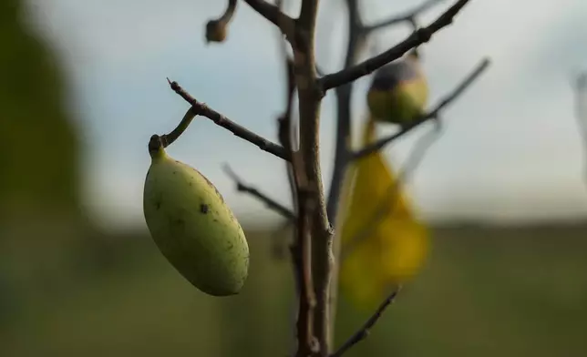 A pawpaw grows on a leafless tree affected by drought, Wednesday, Sept. 18, 2024, at a farm in Washington Court House, Ohio. (AP Photo/Joshua A. Bickel)