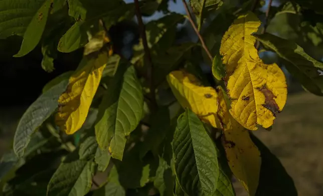 Drought yellows the leaves of a pawpaw tree Wednesday, Sept. 18, 2024, at a farm in Washington Court House, Ohio. (AP Photo/Joshua A. Bickel)