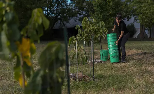 Valerie Libbey carries buckets as she irrigates pawpaw trees, Wednesday, Sept. 18, 2024, at her farm in Washington Court House, Ohio. (AP Photo/Joshua A. Bickel)