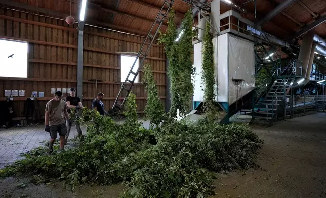 Seasonal workers prepare to process hops in Huell near Wolnzach, Germany, Thursday, Sept. 19, 2024. (AP Photo/Matthias Schrader)