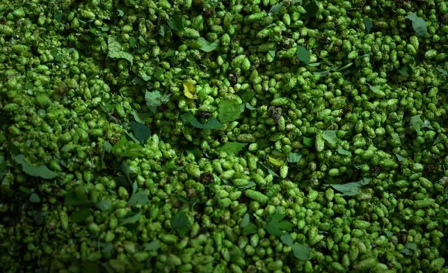 Hops are processed on a farm in Huell near Wolnzach, Germany, Thursday, Sept. 19, 2024. (AP Photo/Matthias Schrader)