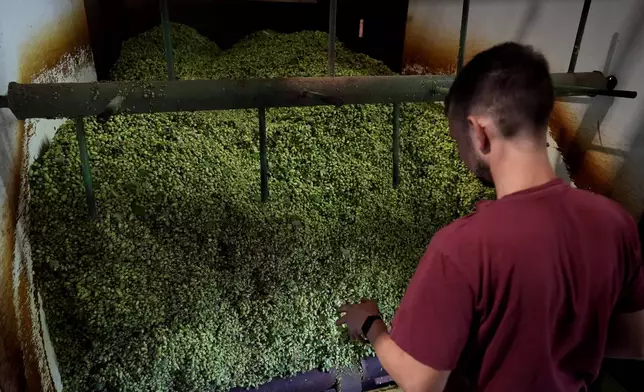 Hops farmer Andreas Widmann monitors the processing of hops on a farm in Huell near Wolnzach, Germany, Thursday, Sept. 19, 2024. (AP Photo/Matthias Schrader)