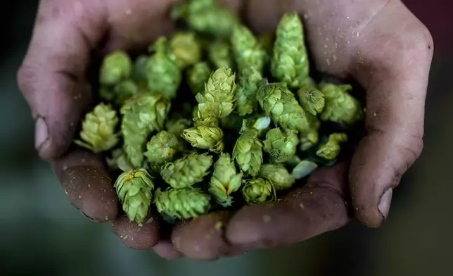 A farmer holds hop cones on a farm in Huell near Wolnzach, Germany, Thursday, Sept. 19, 2024. (AP Photo/Matthias Schrader)