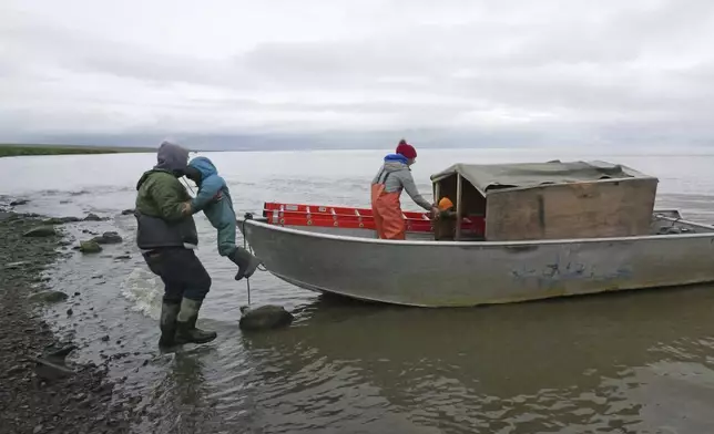 Calvin Tom, left, the tribal administrator, lifts his son Brady Tom into his boat in Mertarvik, Alaska on Wednesday, Aug. 14, 2024. (AP Photo/Rick Bowmer)