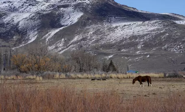 A horse grazes in a field on the Duck Valley Indian Reservation that straddles the Nevada-Idaho border on Thursday, March 14, 2024, in Owyhee, Nev. (AP Photo/Rick Bowmer)