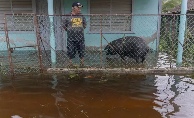 A man spends time with his pig on his flooded porch after the passage of Hurricane Helene in Guanimar, Artemisa province, Cuba, Wednesday, Sept. 25, 2024. (AP Photo/Ramon Espinosa)