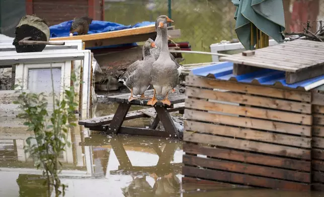 Geese stand on an outdoor table in a flooded neighbourhood in Ostrava, Czech Republic, Tuesday, Sept. 17, 2024. (AP Photo/Darko Bandic)