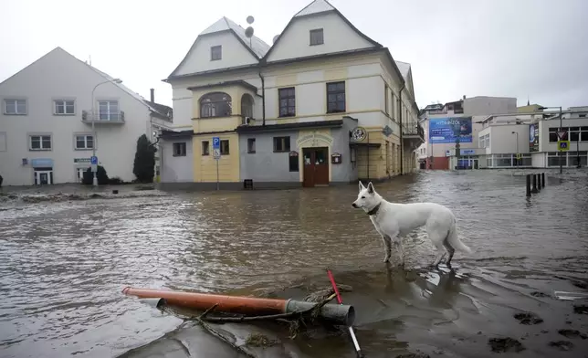 A dog stands near the flooded city center of Jesenik, Czech Republic, Sunday, Sept. 15, 2024. (AP Photo/Petr David Josek)