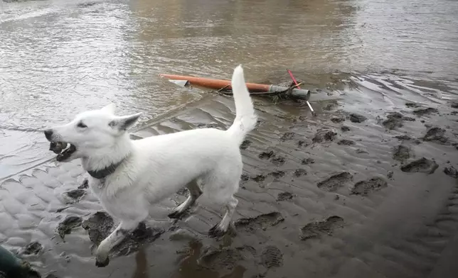 A dog runs through mud during floods in Jesenik, Czech Republic, Sunday, Sept. 15, 2024. (AP Photo/Petr David Josek)