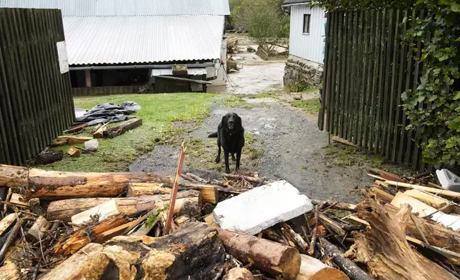 A dog stands at gate of a flooded house in Jesenik, Czech Republic, Sunday, Sept. 15, 2024. (AP Photo/Petr David Josek)