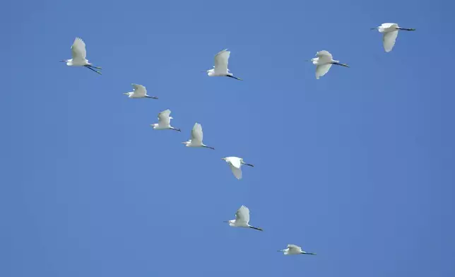 Seagulls fly over Al Arish beach, 50 km (32,5 miles), West of Rafah border crossing between Egypt and the Gaza Strip in Al Arish, Egypt, Monday, Sept. 9, 2024. (AP Photo/Amr Nabil)