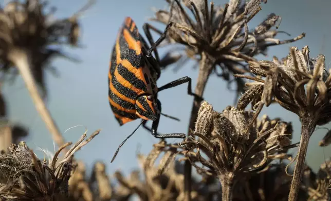 A beetle basks in the sun on a city meadow in Tallinn, Estonia, Monday, Sept. 9, 2024. (AP Photo/Sergei Grits)