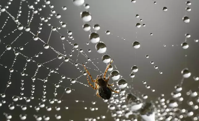 A spider waits for his prey at the center of its net covered by water droplets in the forest outside Tallinn, Estonia, Friday, Sept. 20, 2024. (AP Photo/Sergei Grits)