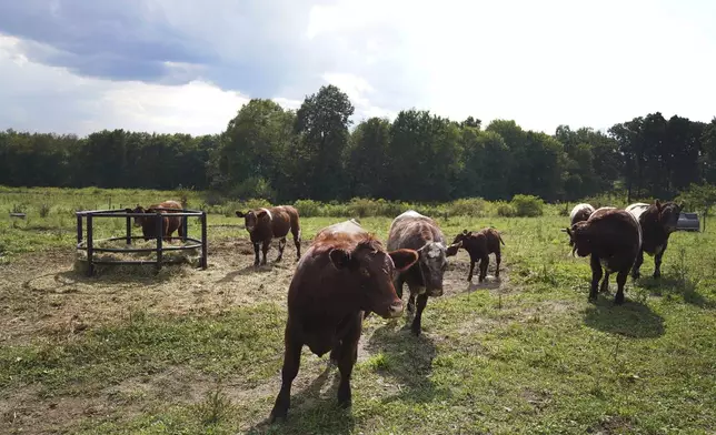 Cows graze at Laurel Oak Farm in Butler, Pa., on Friday, Sept. 6, 2024. (AP Photo/Jessie Wardarski)