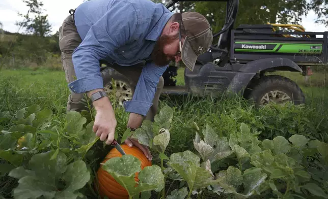 The Rev. Lee Scott, a longtime registered Republican who has recently endorsed Kamala Harris for president, harvests a pumpkin in the fields of his farm in Butler, Pa., on Friday, Sept. 6, 2024. (AP Photo/Jessie Wardarski)