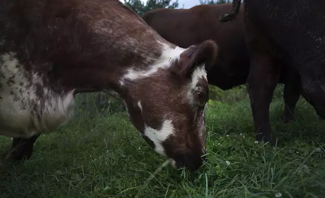 A cow grazes in Laurel Oak Farm, owned by Rev. Lee Scott, in Butler, Pa., on Friday, Sept. 6, 2024. (AP Photo/Jessie Wardarski)