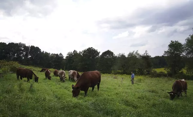 The Rev. Lee Scott stands in the pasture with his cows at Laurel Oak Farm in Butler, Pa., on Friday, Sept. 6, 2024. (AP Photo/Jessie Wardarski)