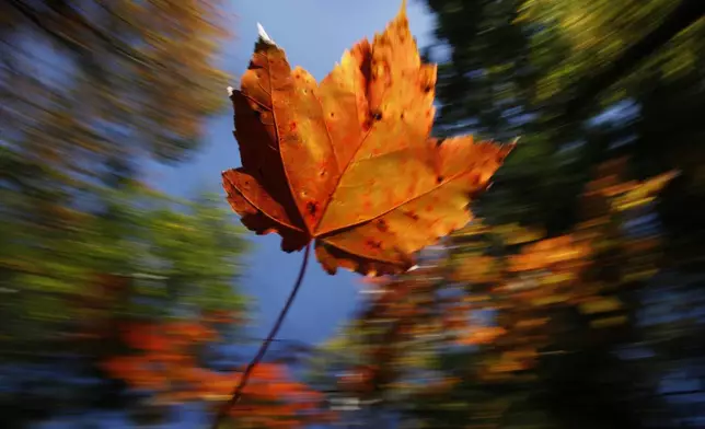 FILE - A maple leaf falls on a crisp autumn day, Oct. 14, 2009, in Freeport, Maine. (AP Photo/Robert F. Bukaty, File)