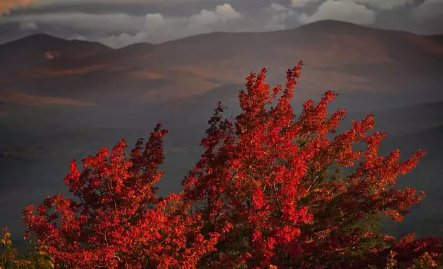 FILE - A maple tree shows off its autumn foliage, Sept. 29, 2022, in Bridgton, Maine. (AP Photo/Robert F. Bukaty, File)