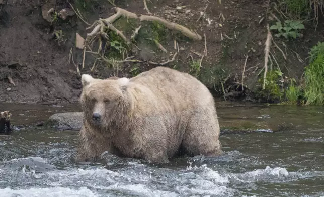 FILE - In this photo provided by the National Park Service is Grazer, the winner of the 2023 Fat Bear Contest, at Katmai National Park, Alaska on Sept. 14, 2023. (F. Jimenez/National Park Service via AP, File)