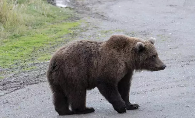 This image provided by the National Park Service shows 806's yearling at Katmai National Park in Alaska on Sept. 15, 2024. (F. Jimenez/National Park Service via AP)