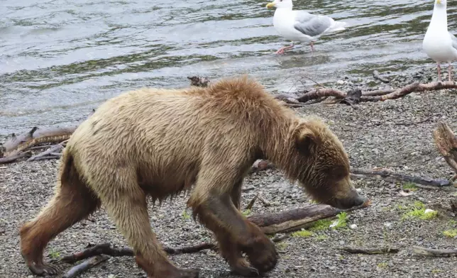 This image provided by the National Park Service shows 910's cub at Katmai National Park in Alaska on July 4, 2024. (T. Carmack/National Park Service via AP)