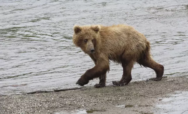 This image provided by the National Park Service shows 806's yearling at Katmai National Park in Alaska on July 5, 2024. (T. Carmack/National Park Service via AP)