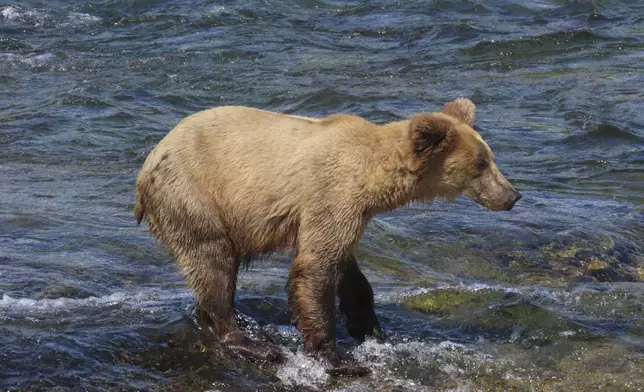 This image provided by the National Park Service shows 909 Jr. at Katmai National Park in Alaska on July 2, 2024. (T. Carmack/National Park Service via AP)