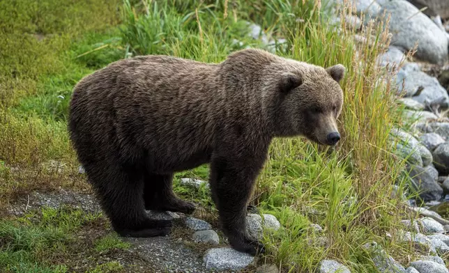 This image provided by the National Park Service shows 910's cub at Katmai National Park in Alaska on Sept. 13, 2024. (F. Jimenez/National Park Service via AP)