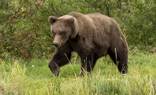 This image provided by the National Park Service shows 909 Jr. at Katmai National Park in Alaska on Sept. 12, 2024. (C. Cravatta/National Park Service via AP)