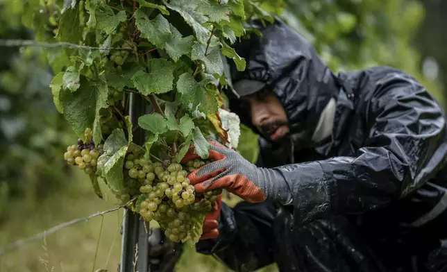 A grape-picker harvests Chardonnay grapes at Domaine Lavantureux, in Chablis, Burgundy region, France, Wednesday, Sept. 25, 2024. (AP Photo/Aurelien Morissard)