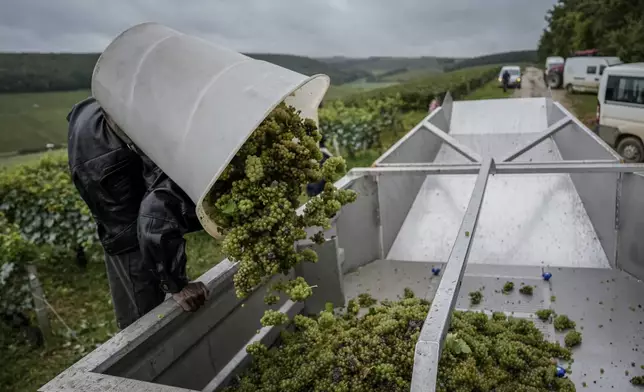 A grape-picker loads Chardonnay grapes to a truck at Domaine Lavantureux, in Chablis, Burgundy region, France, Wednesday, Sept. 25, 2024. (AP Photo/Aurelien Morissard)