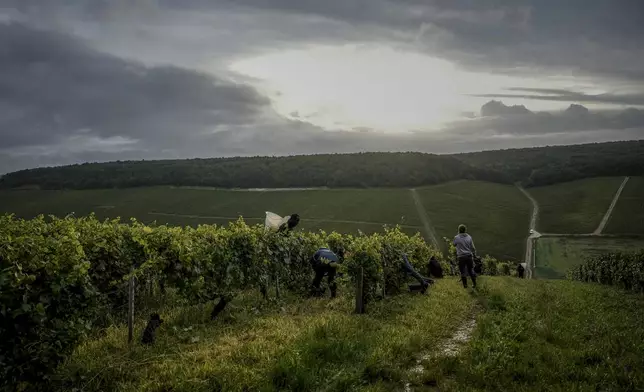 Grape-pickers harvests Chardonnay grapes at Domaine Lavantureux vineyards, in Chablis, Burgundy region, France, Wednesday, Sept. 25, 2024. (AP Photo/Aurelien Morissard)