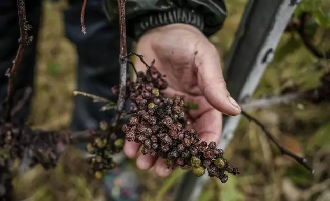 A grape-picker displays Chardonnay grapes attacked by the fungal deases mildew at Domaine Lavantureux, in Chablis, Burgundy region, France, Wednesday, Sept. 25, 2024. (AP Photo/Aurelien Morissard)