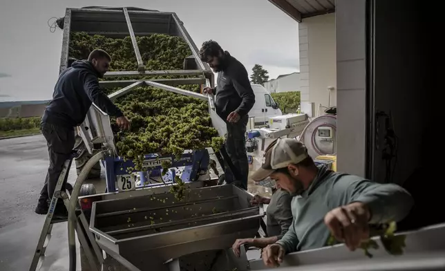 Grape-pickers sorting and taking Chardonnay grapes to the press at Domaine Lavantureux , in Chablis, Burgundy region, France, Wednesday, Sept. 25, 2024. (AP Photo/Aurelien Morissard)