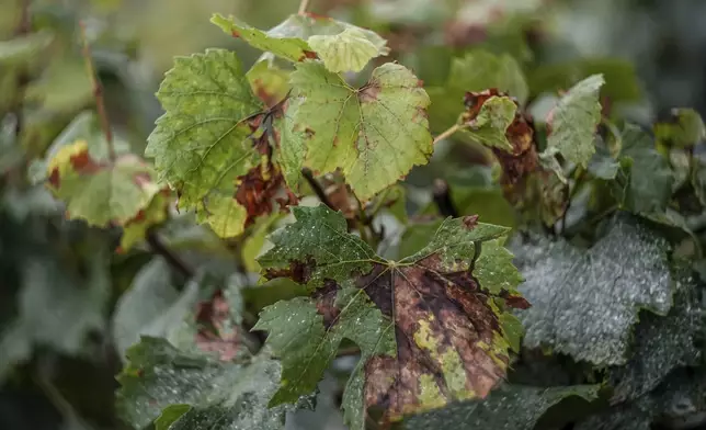 Leaves of Chardonnay grapes with fungal disease, who causing major crop losses are photographed at Domaine Lavantureux, in Chablis, Burgundy region, France, Wednesday, Sept. 25, 2024. (AP Photo/Aurelien Morissard)