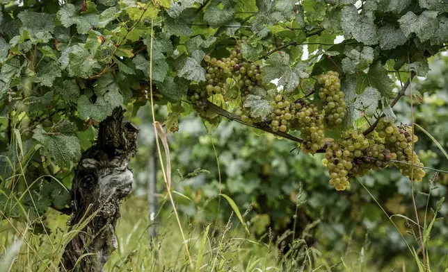 Chardonnay grapes are photographed at Domaine Lavantureux , in Chablis, Burgundy region, France, Wednesday, Sept. 25, 2024. (AP Photo/Aurelien Morissard)