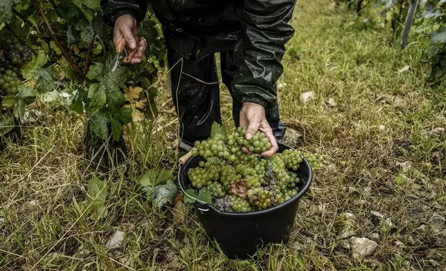 A grape-picker puts Chardonnay grapes into a bucket at Domaine Lavantureux, in Chablis, Burgundy region, France, Wednesday, Sept. 25, 2024. (AP Photo/Aurelien Morissard)