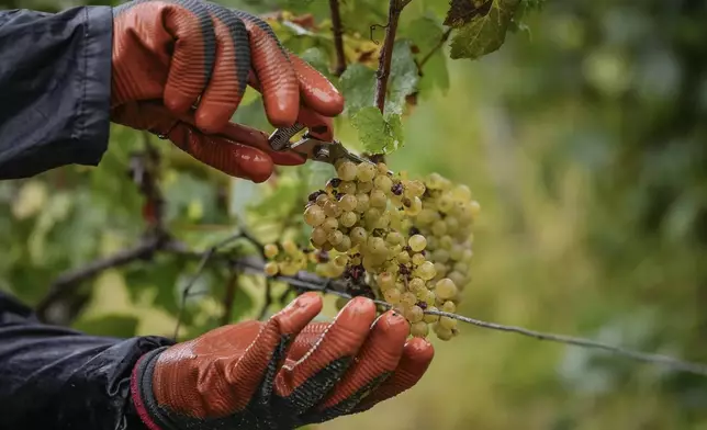 A grape-picker harvests Chardonnay grapes at Domaine Lavantureux, in Chablis, Burgundy region, France, Wednesday, Sept. 25, 2024. (AP Photo/Aurelien Morissard)