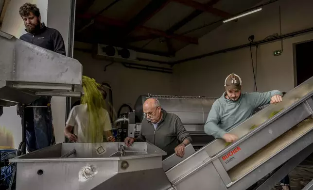 Grape-pickers sorting and taking Chardonnay grapes to the press at Domaine Lavantureux, in Chablis, Burgundy region, France, Wednesday, Sept. 25, 2024. (AP Photo/Aurelien Morissard)