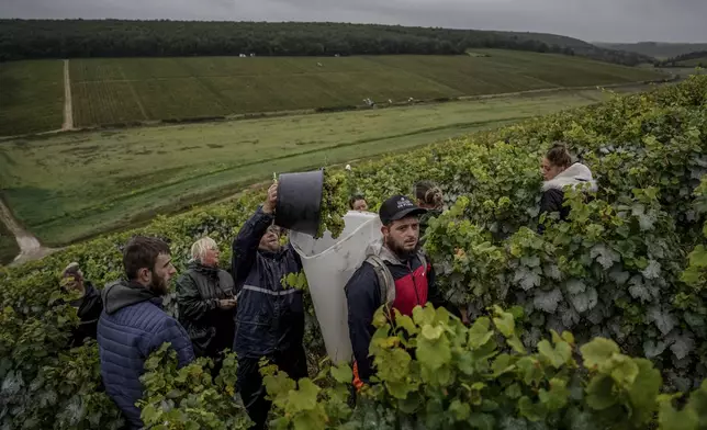 Grape-pickers harvests Chardonnay grapes at Domaine Lavantureux, in Chablis, Burgundy region, France, Wednesday, Sept. 25, 2024. (AP Photo/Aurelien Morissard)