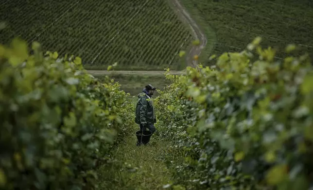 A grape-pickers harvests Chardonnay grapes at Domaine Lavantureux vineyards, in Chablis, Burgundy region, France, Wednesday, Sept. 25, 2024. (AP Photo/Aurelien Morissard)