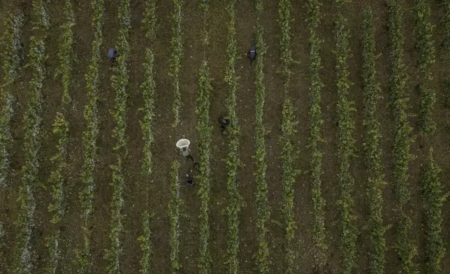 Aerial view of grape-pickers harvests Chardonnay grapes at Domaine Lavantureux, in Chablis, Burgundy region, France, Wednesday, Sept. 25, 2024. (AP Photo/Aurelien Morissard)