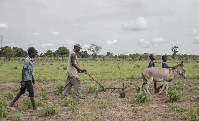 Lamin Sanneh, center, who supports 22 family members and rarely receives remittances from his migrant brother, plows in Kaiaf , Gambia, on July 27, 2024. (AP Photo/Annika Hammerschlag)