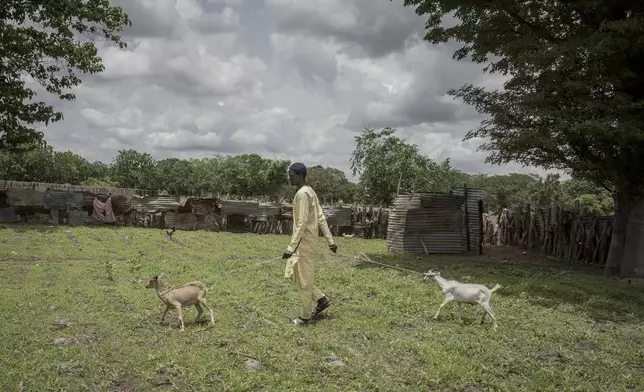 Pateh Manjang herds his brother's goats in the in Kwinella village, Gambia, on July 27, 2024. He attempted to migrate to Europe but only made it as far as Tunisia, where he accepted support from the IOM to return home. (AP Photo/Annika Hammerschlag)