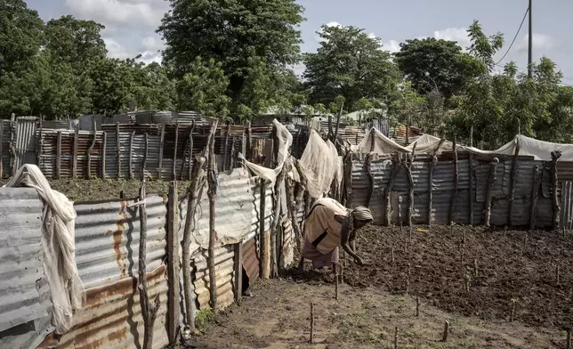 A woman farms in Kwinella village, Gambia, where many have migrated from, on July 27, 2024. (AP Photo/Annika Hammerschlag)