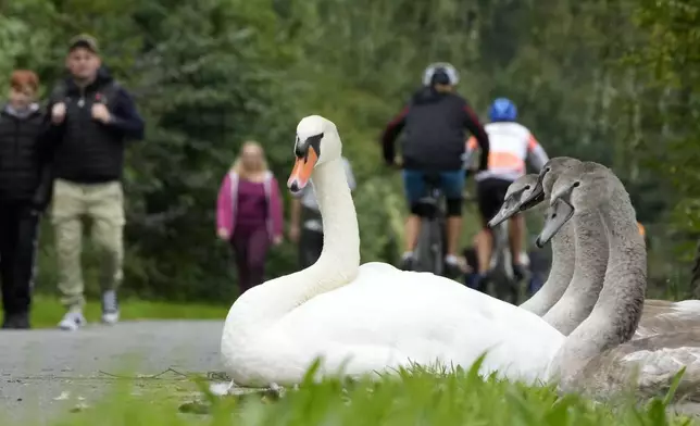 A swan family watches Sunday walkers at Lake Baldeney in Essen, Germany, Sunday, Sept. 15, 2024. (AP Photo/Martin Meissner)