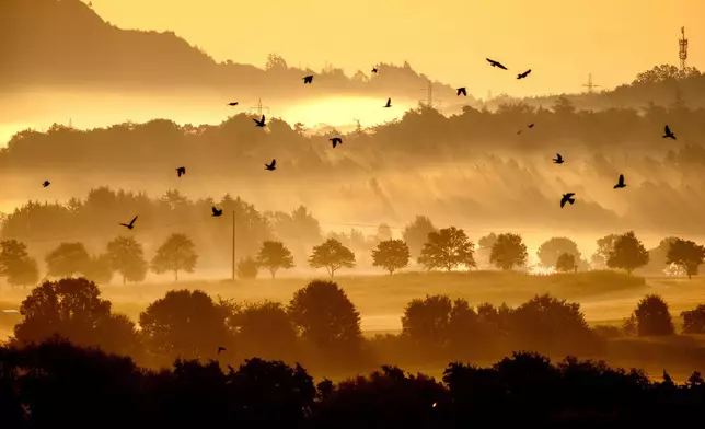 Birds fly as fog covers the outskirts of Frankfurt, Germany, early Friday, Sept. 20, 2024. (AP Photo/Michael Probst)