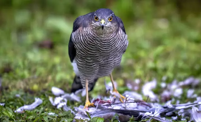 A raptor after killing a pigeon in a garden in Frankfurt, Germany, Saturday, Sept. 21, 2024. (AP Photo/Michael Probst)